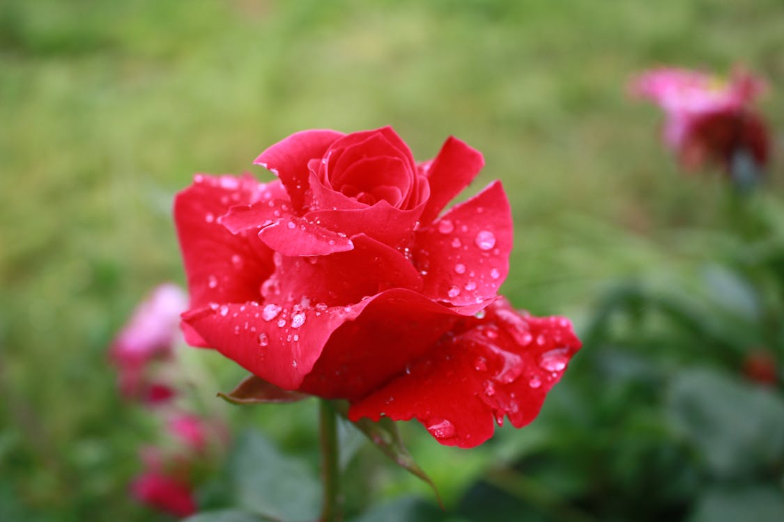 Çiğ damlalı kırmızı gül - Romantik aşk simgesi